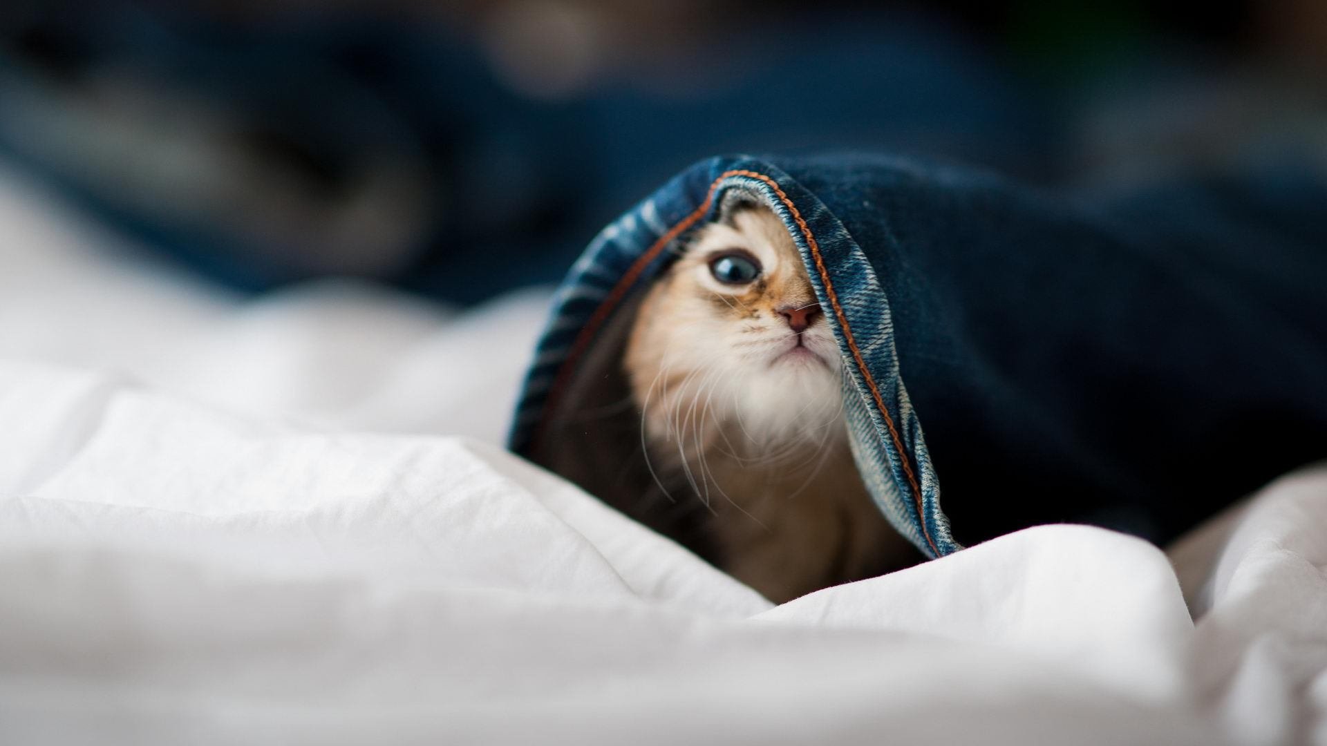 阿拉维斯新援首秀打入关键进球，阿拉维斯新援首秀打入关键进球数据