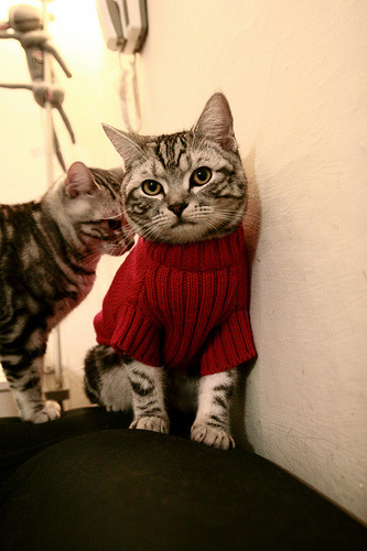 世界杯后主流媒体的报道倾向，世界杯主办方优势