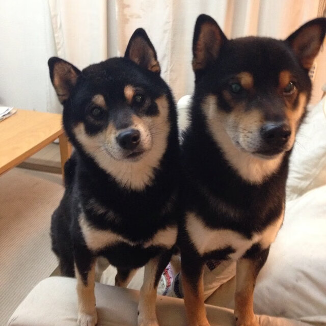 五大联赛是否呈现中前场球员多功能化趋势，五大联赛球迷进场